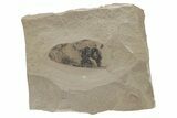 Partial Legume Fossil - Green River Formation, Utah #213890-1